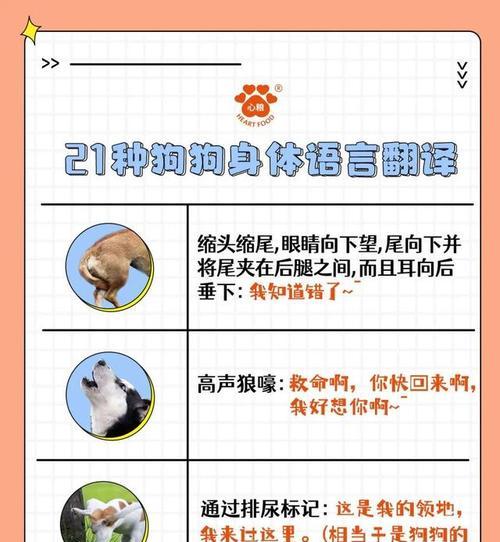 奥达猎犬的饲养方法（了解奥达猎犬饲养，让爱它更加从容自在）