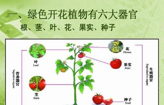 短嘴灌丛唐纳雀饲养全攻略（打造舒适的生活环境，科学饲喂健康成长）