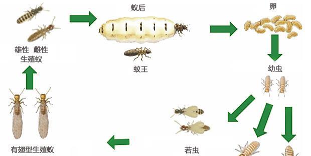 米氏弹鼠饲养指南（如何照顾米氏弹鼠？关注它们的健康和幸福）