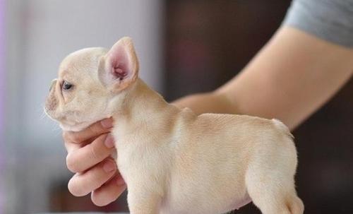 法国斗牛犬的饲养技巧（了解法国斗牛犬的特点和需求，打造健康幸福的宠物生活）