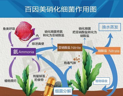 澳洲肺鱼饲养指南（从选种到繁殖，打造优质的肺鱼养殖场）