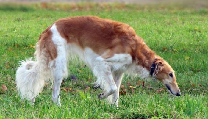 如何正确饲养以兰伯格犬？（了解以兰伯格犬的特点和饲养技巧，让你成为贴心的宠物家）