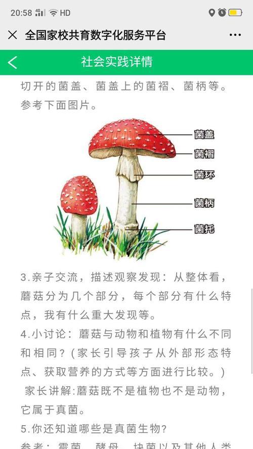 七彩凤凰鱼的饲养指南（宠物爱好者必知的关于七彩凤凰鱼的饲养技巧和注意事项）