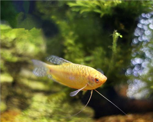 黄曼龙鱼的饲养全指南（从水族箱的选择到饲料的投喂，一步步教你如何养好黄曼龙鱼）