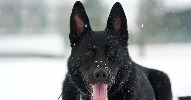 爱宠法兰德斯畜牧犬饲养全指南（如何养护法兰德斯畜牧犬，让您的爱宠健康成长）