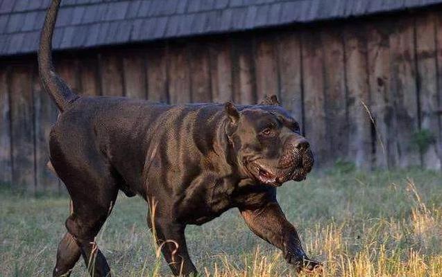 美国比特犬的饲养方法（培养健康快乐的比特犬宠物生活）