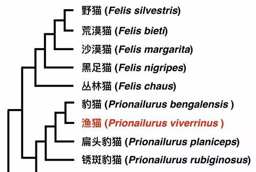 曼彻斯特梗饲养指南（从喂养到训练，打造健康快乐的宠物生活）