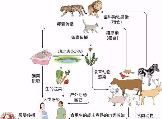 黑卷尾的饲养方法详解（从环境到饮食一一让黑卷尾健康生长）