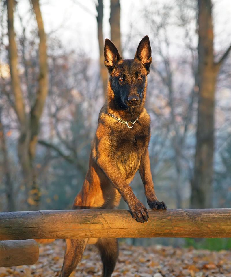 如何正确饲养马利诺斯犬（从喂食、锻炼到训练，全面了解马利诺斯犬的饲养方法）