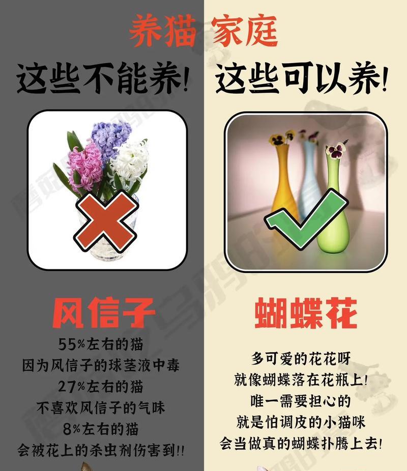 如何科学饲养猫狮，让它们健康成长（从饲料到环境，一切你需要知道的事情）