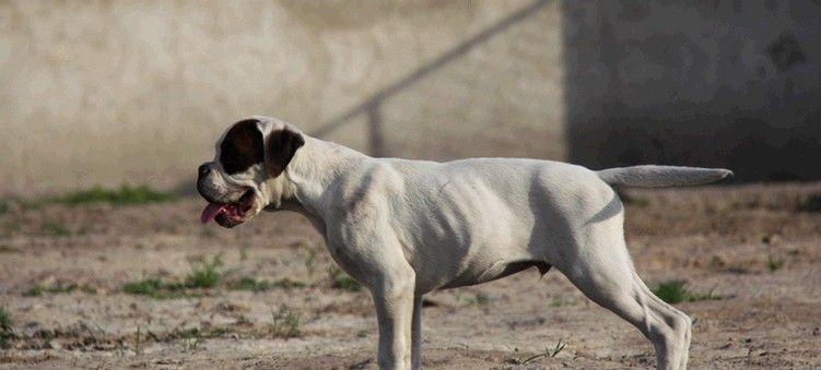 如何饲养一只健康快乐的拳师犬？（拳师犬饲养指南）