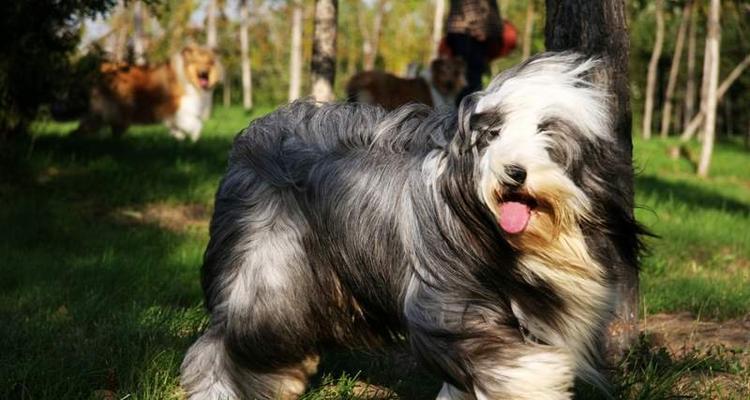 古代长须牧羊犬的饲养之道（传统养犬技巧与现代实践）