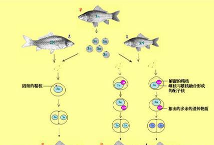 双带短鲷饲养全攻略（了解双带短鲷的特性，让饲养变得更简单）