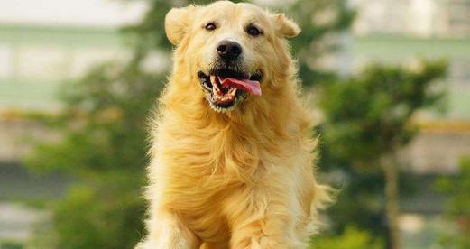 金毛犬的饲养指南（如何养活一只健康快乐的金毛犬）