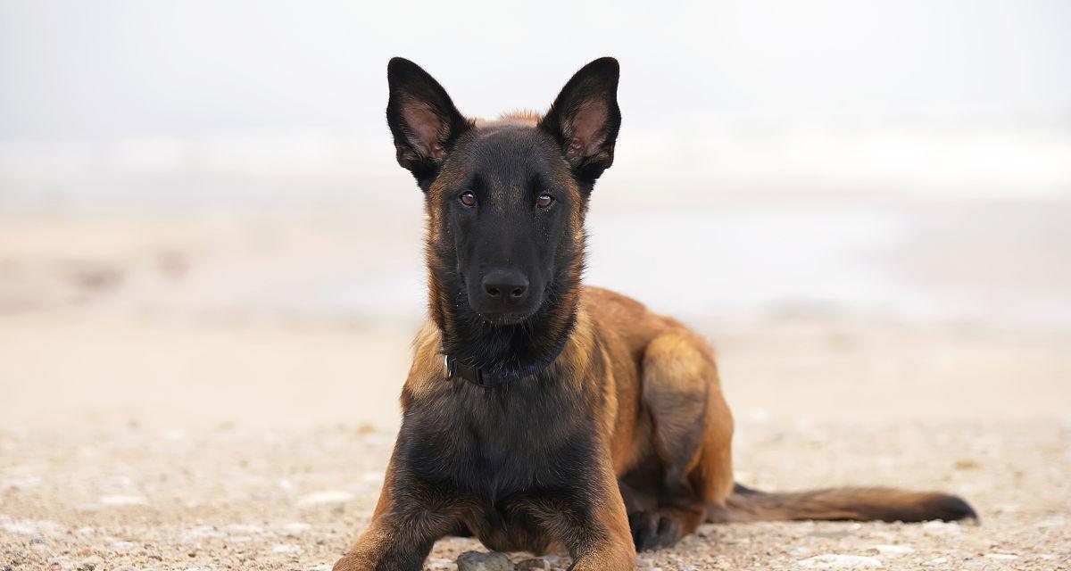 马利诺斯犬的饲养方法（养犬初学者必读！）