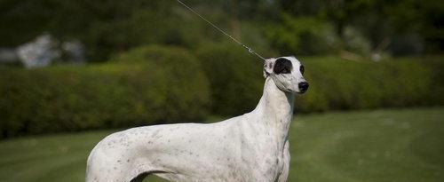 灵缇犬的饲养指南（从萌宠到伴侣，如何照顾你的灵缇犬）