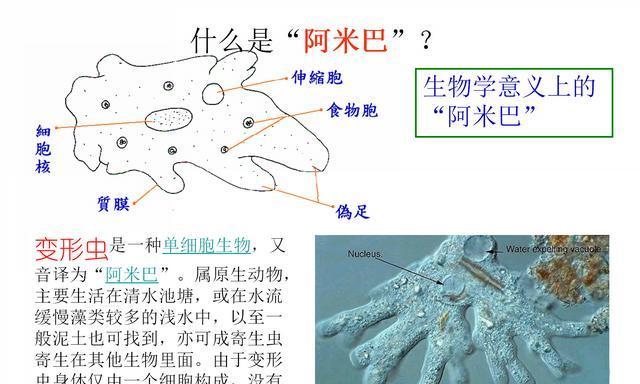 白腹巨鼠的饲养指南（一步步教你如何养好白腹巨鼠）