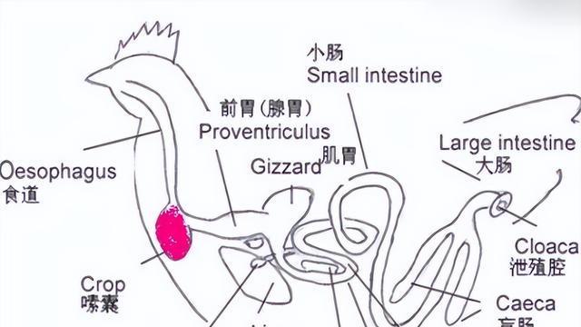 力克斯兔的饲养方法（科学养殖让力克斯兔更健康）