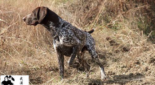 德国短毛指示犬的饲养技巧（科学养犬，培养好伙伴）