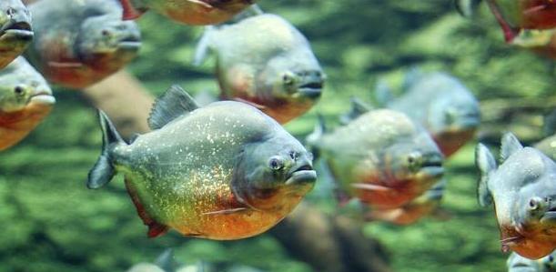 食人鲳的饲养方法（打造居家的宠物水族馆）