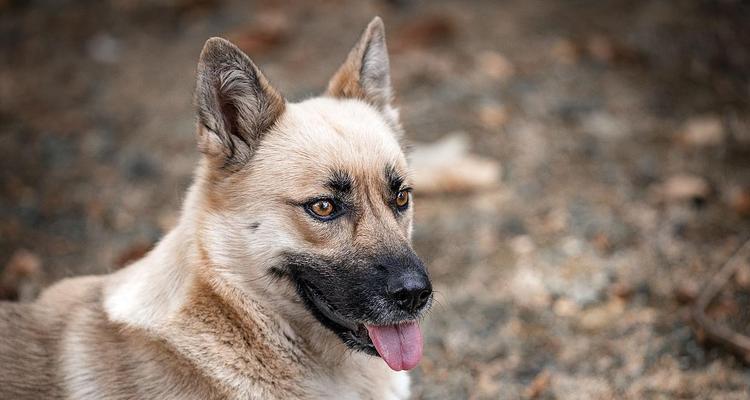 马利诺斯犬饲养指南（一只健康、快乐的马利诺斯犬需要注意的事项）