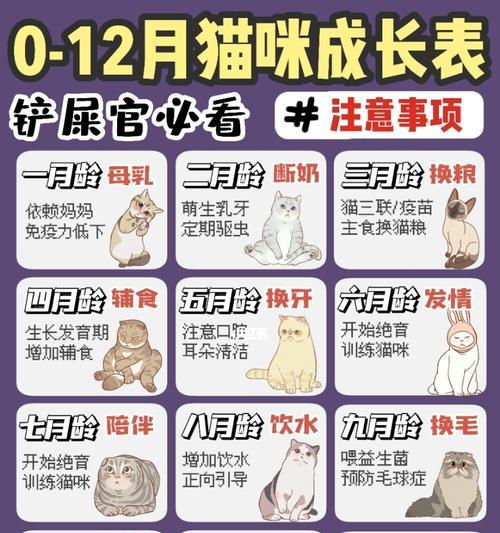 曼岛无尾猫的饲养方法（让你的曼岛无尾猫健康成长）