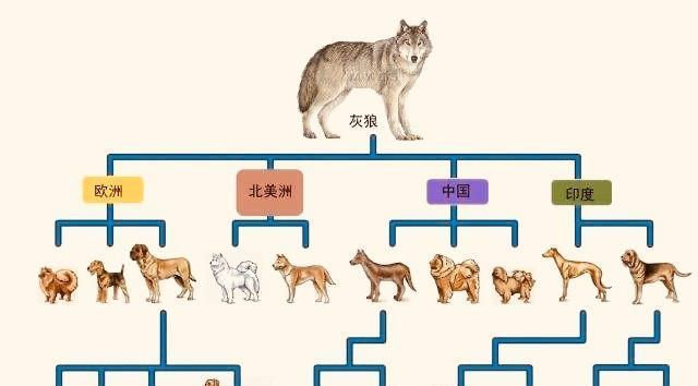 九间吊的饲养方法（从营造生活空间到细节把控，九间吊饲养全攻略）