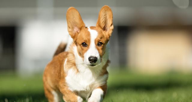 如何科学饲养你的柯基犬？（从喂食到健康全方位指南，让你的宠物活力四射）