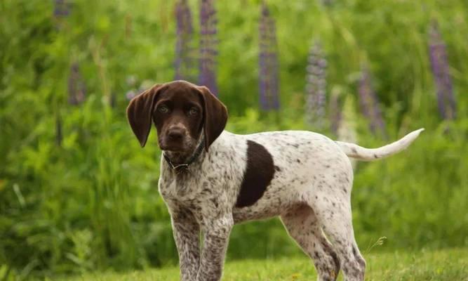 德国短毛指示犬的饲养与训练（从幼犬期到成熟期，如何为你的德国短毛指示犬提供最佳护理？）