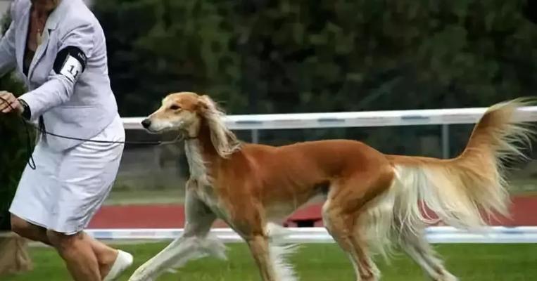 萨路基犬的饲养秘籍（关爱萨路基，做好饲养细节）