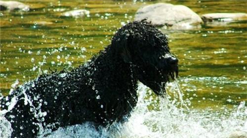 法兰德斯畜牧犬的饲养方法（打造健康快乐的法兰德斯畜牧犬生活）