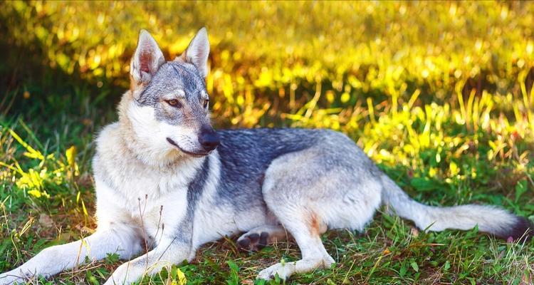 如何科学饲养捷克狼犬？（从幼犬到成年犬，关键在于培养健康的身心）