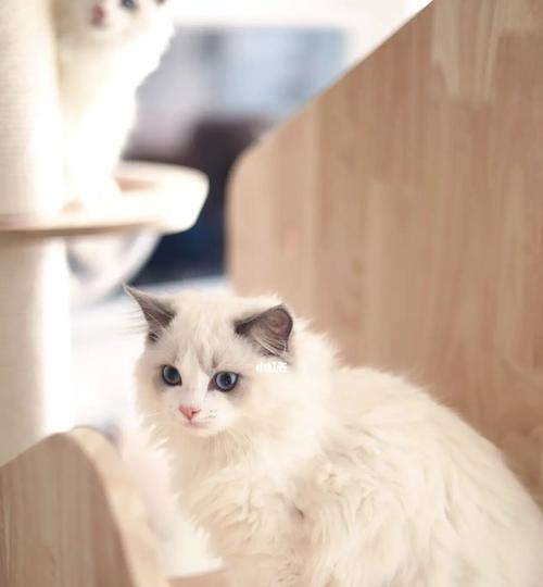 EverythingYouNeedtoKnowAboutBlueBicolorRagdollCats（TheGentleGiantoftheFelineWorld）