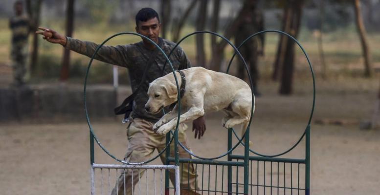 让生活更美好——可卡犬日常生活训练（培养良好习惯、增进宠物人类关系、提高生活质量）