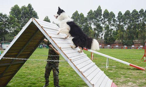 如何训练一只优秀的工作犬（以宠物为主，打造高效工作犬）