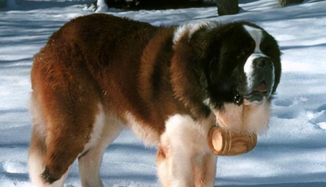 如何正确饲养戈登雪达犬（从喂养、训练到防病，让你成为合格的戈登雪达犬主人）