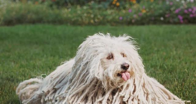 如何解决可蒙犬掉毛问题（宠物养护技巧、毛发修复小窍门、药物治疗指南）