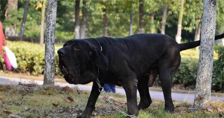 如何正确饲养巴西菲勒犬？（了解犬种特点，掌握饲养技巧，打造快乐家庭）