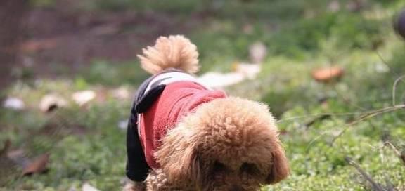 训练你的宠物犬拒食与不捡食（让你的狗狗健康成长——掌握正确的饮食习惯）