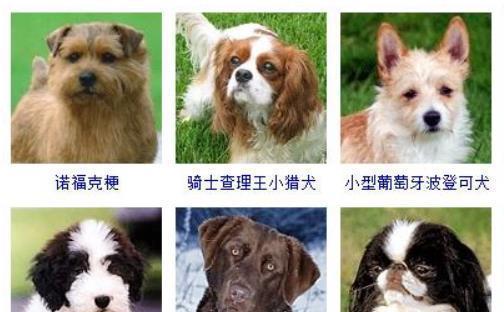 如何进行基本训练——查理王小猎犬（从宠物到合格伴侣的必经之路）