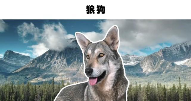 以那不勒斯獒为宠物的饲养方法（全面了解那不勒斯獒的饲养、训练、保健及社交技巧）