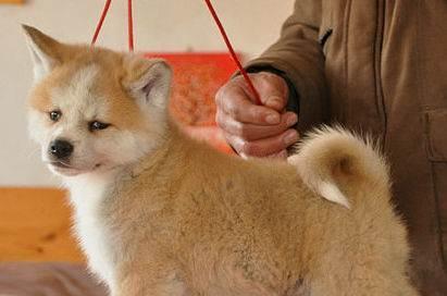 如何繁殖健康秋田犬？（宠物养殖需知，秋田犬繁育秘籍）