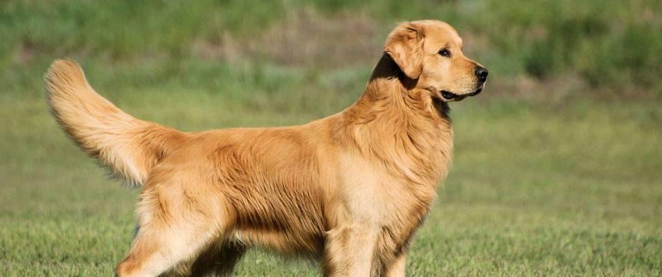 如何科学饲养卷毛寻回猎犬（从饲料选择到运动锻炼，全面打造健康萌犬）