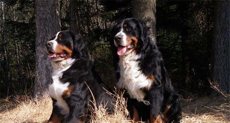 以伯恩山犬，训练从容（训练以伯恩山犬的技巧和注意事项）