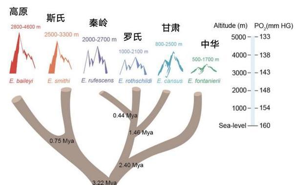 如何在家中养好一只秦岭鼢鼠？（如何在家中养好一只秦岭鼢鼠？）