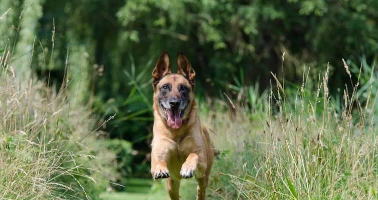 如何饲养爱尔兰猎狼犬（以宠物为主，打造幸福家庭）