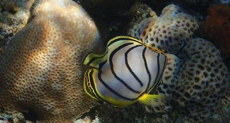 丝蝴蝶鱼的饲养方法（打造美丽水族箱，让丝蝴蝶鱼自在游）