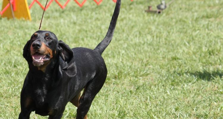 全面了解黑褐猎浣熊犬的饲养技巧（一步步教你如何照顾黑褐猎浣熊犬）