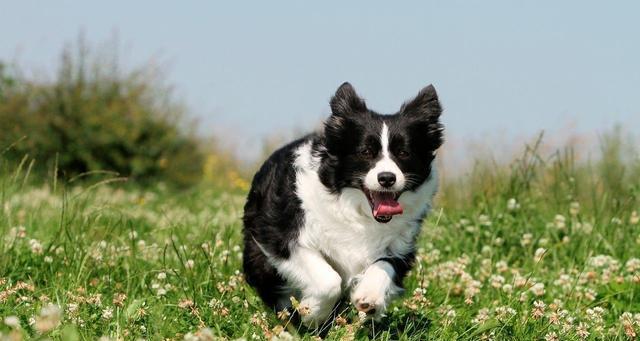 边境牧羊犬（揭秘边境牧羊犬的聪明本质，解析其优秀品质）