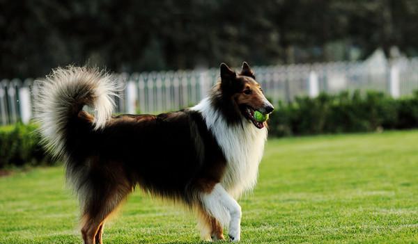 如何正确饲养安娜图牧羊犬（全面了解安娜图牧羊犬的喜好和需求，做个贴心的宠物主人）